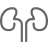 Kidneys – the silent heroes
